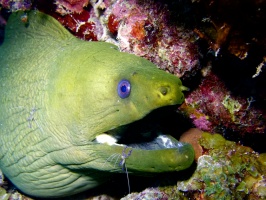 Green Moray Eel at Cleaning Station IMG 6911